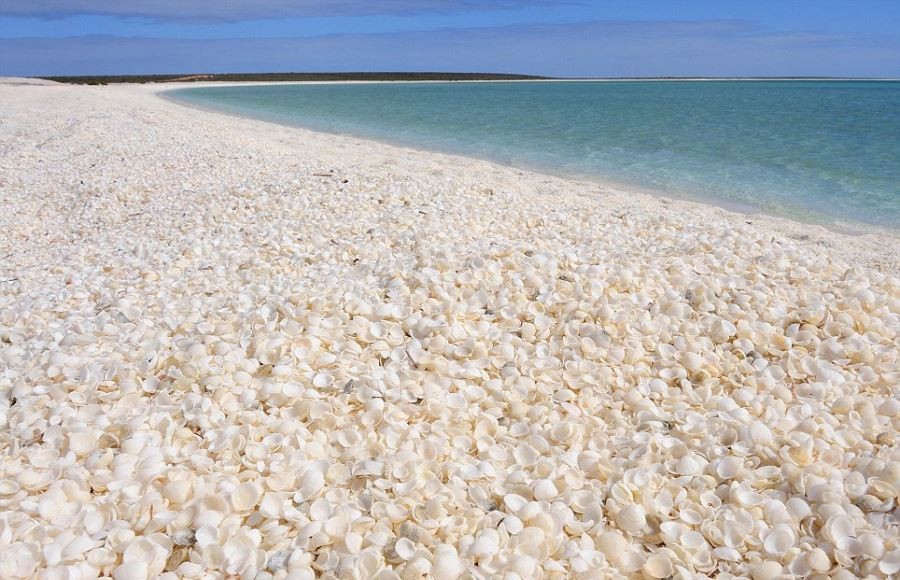 ساحل صدف استرالیا