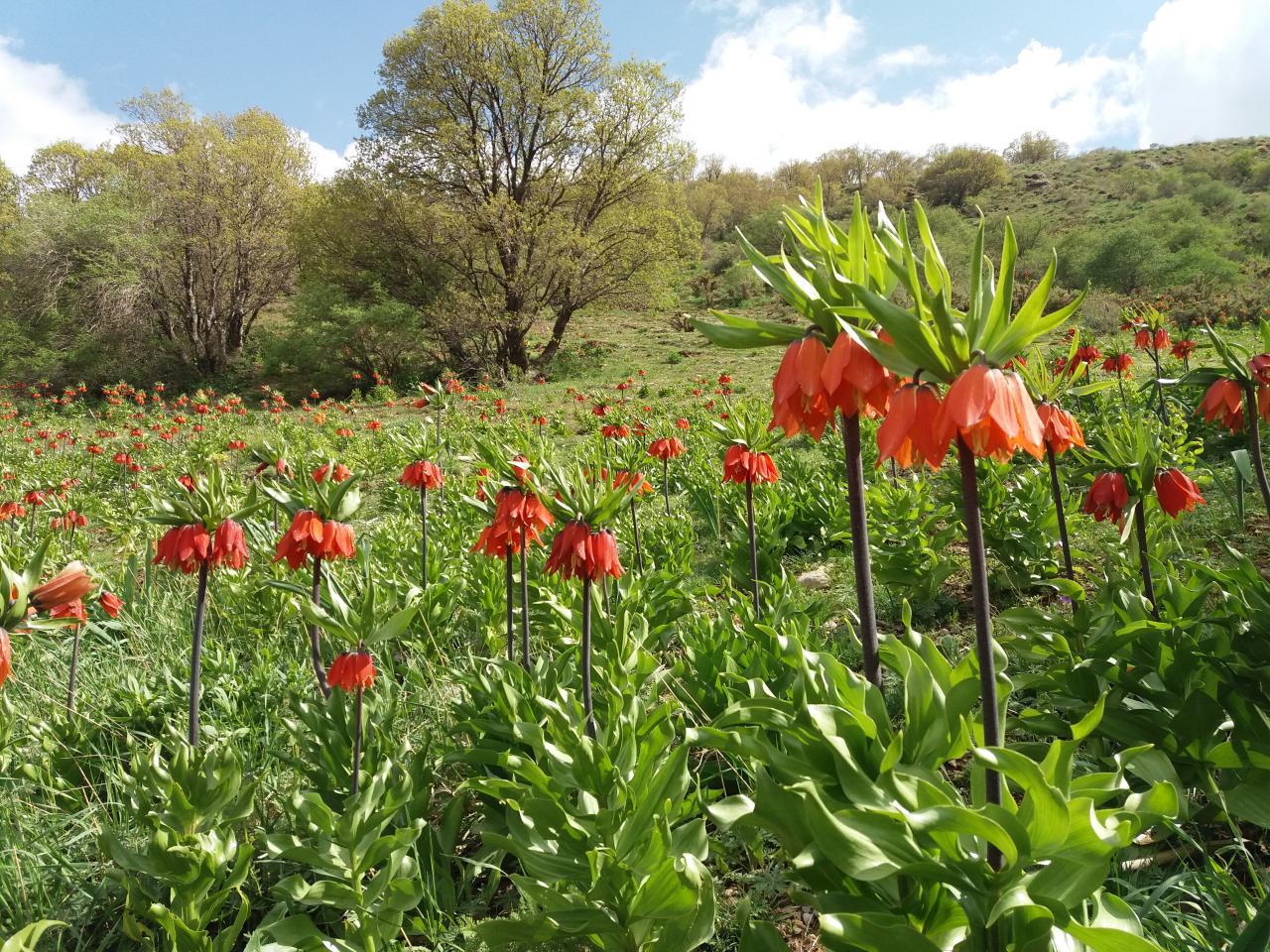 جاهای دیدنی دورود جاهای دیدنی دورود