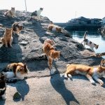 جزیره گربه ها در ژاپن