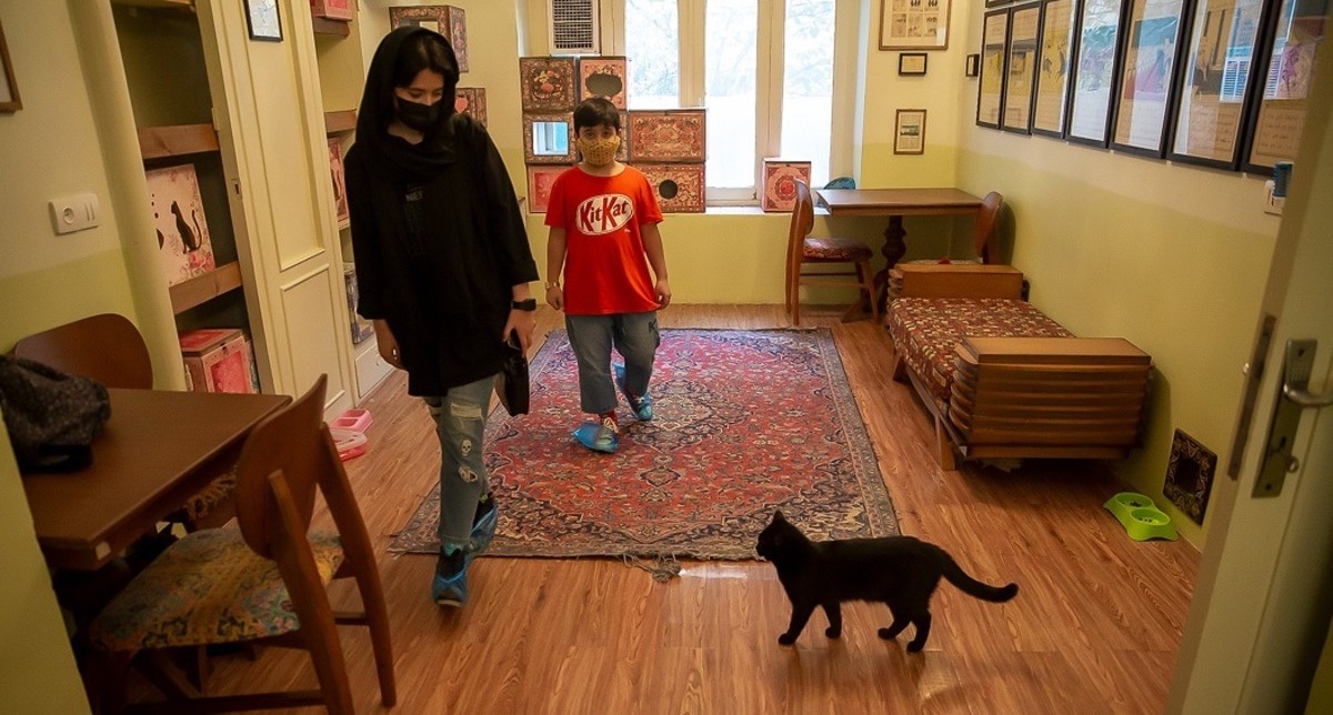 کافه موزه گربه ایرانی