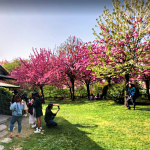 باغ ژاپنی بالتالیمانی استانبول