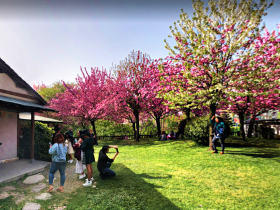 باغ ژاپنی بالتالیمانی استانبول